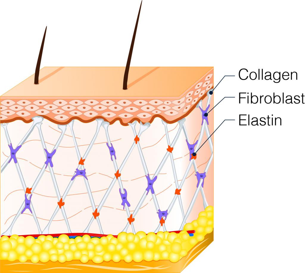 Dermal structure — collagen, fibroblast, and elastin layers