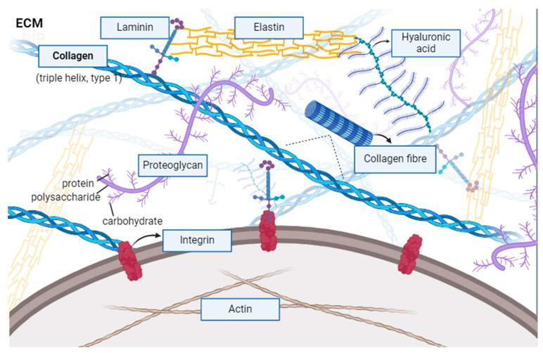 Extracellular matrix components — collagen triple helix, proteoglycan, integrin